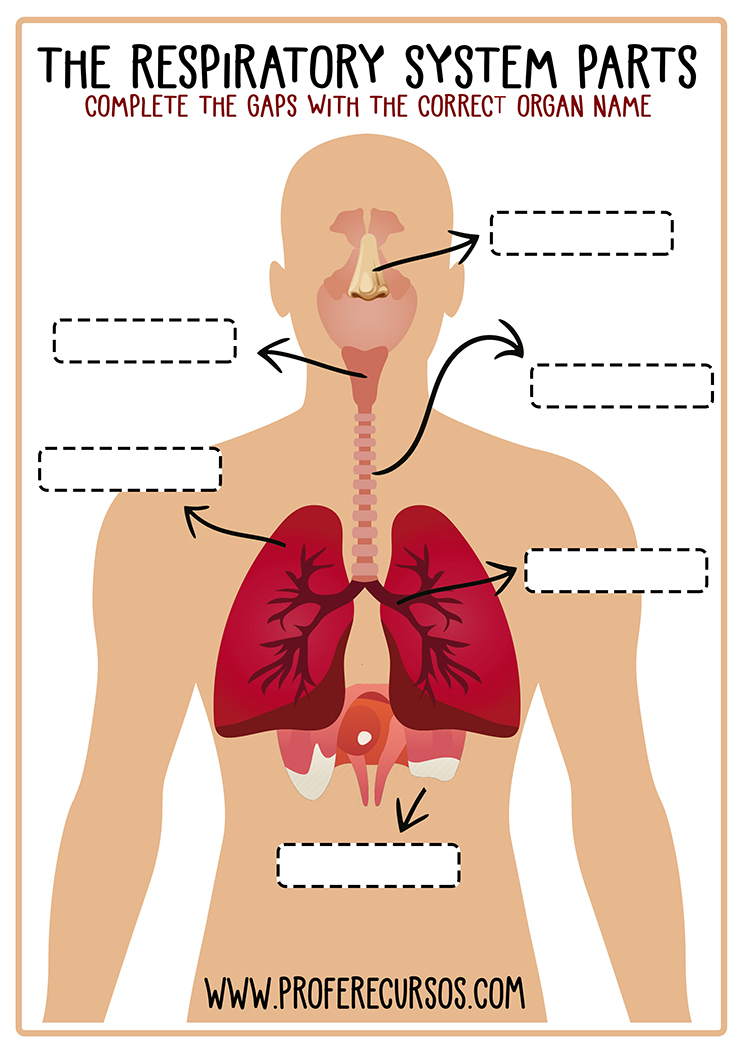 The Respiratory System Worksheet Profe Recursos