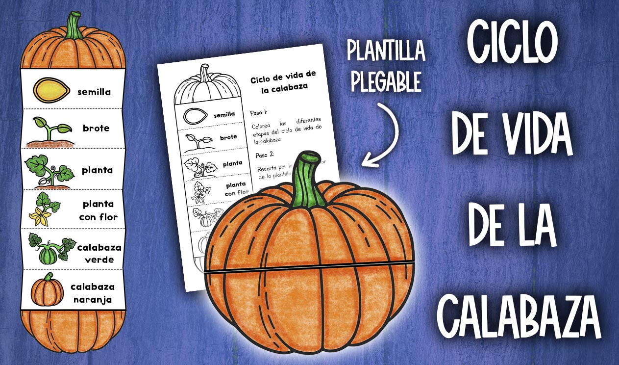 Actividad ciclo vida calabaza