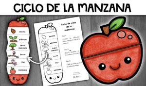 Actividad ciclo vida manzana