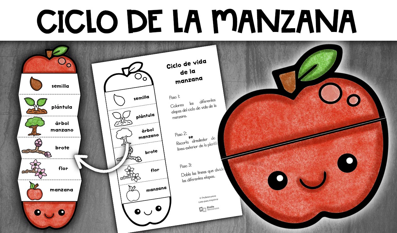 Actividad ciclo vida manzana