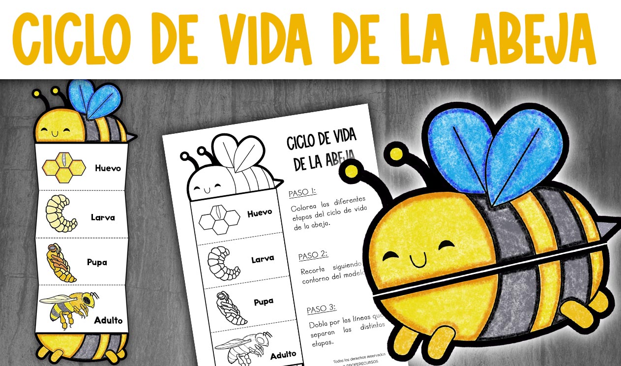 Actividad ciclo vida de la abeja