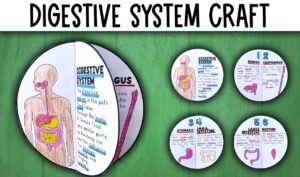 Actividad sistema digestivo en ingles