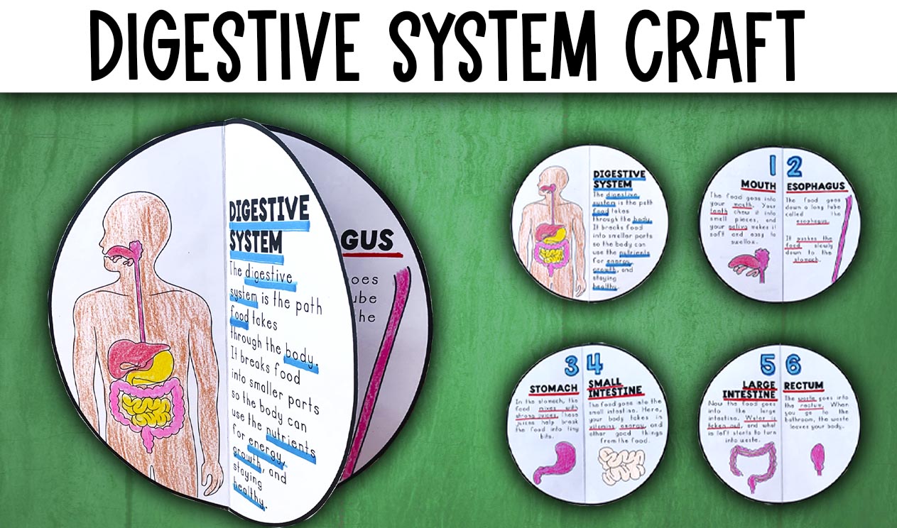 Actividad sistema digestivo en ingles