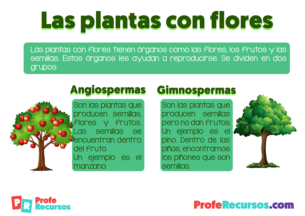 Angiospermas y gimnospermas