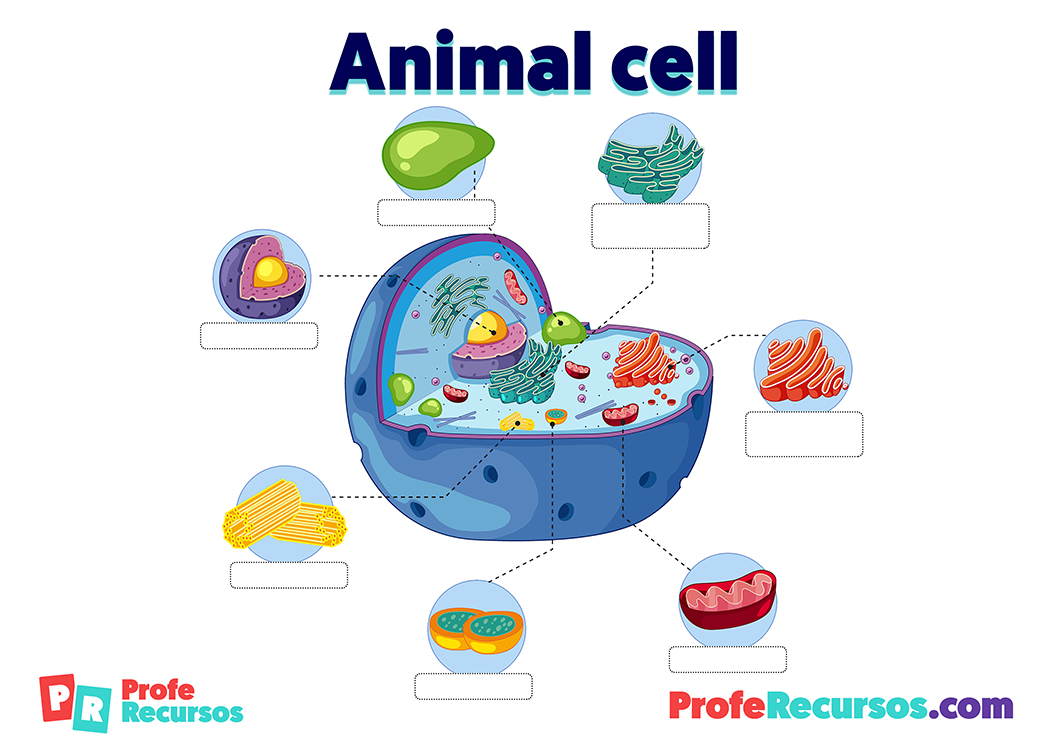 Animal cell anatomy