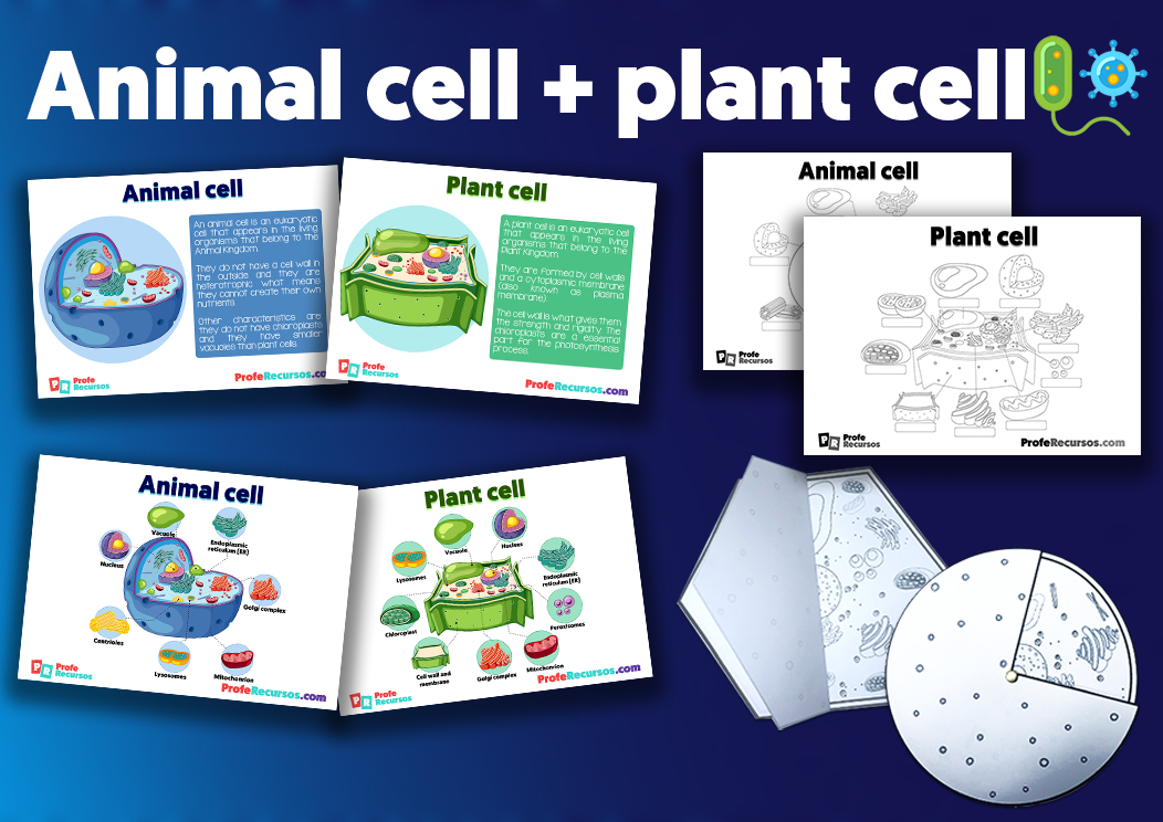 Animal cell and plant cell