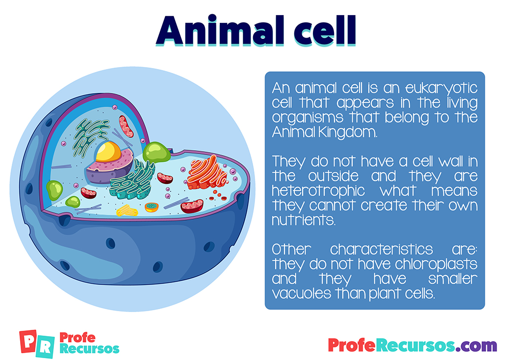 Animal cell for kids