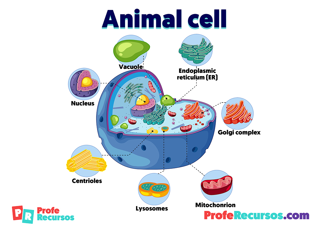 Animal cell structure
