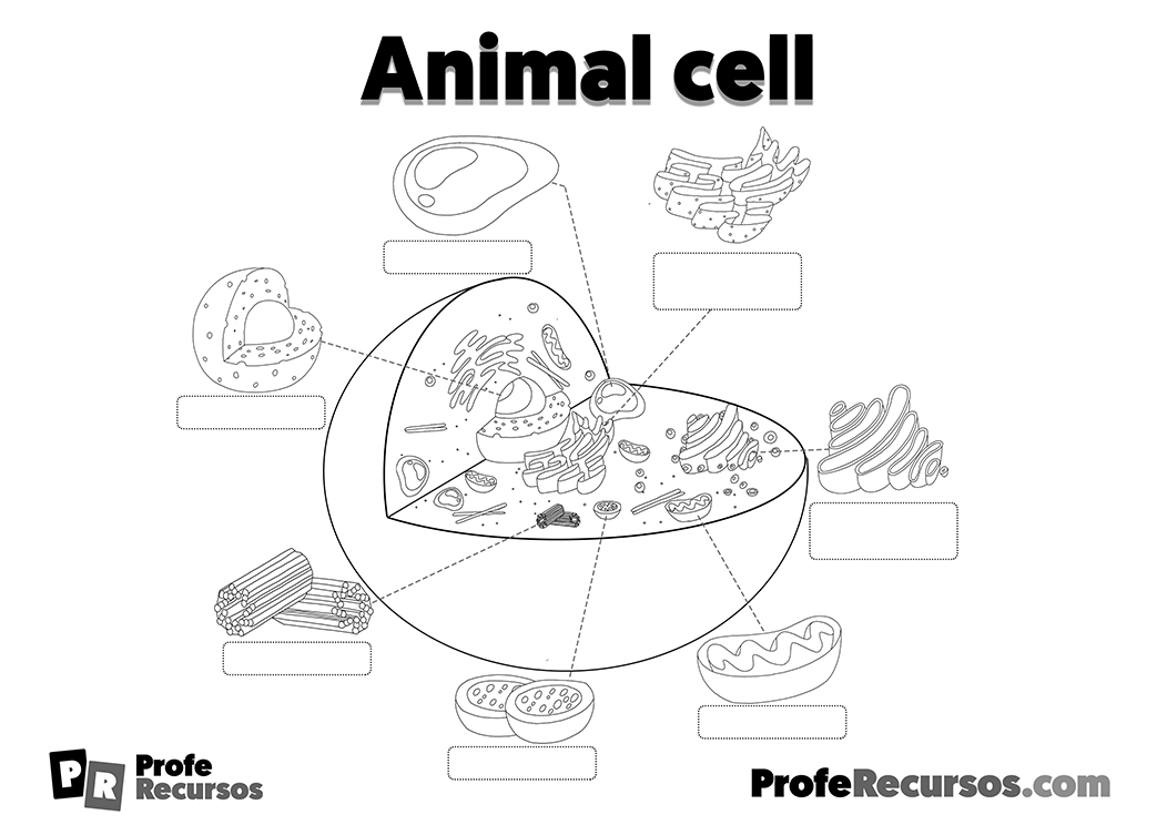 Animal cell worksheet