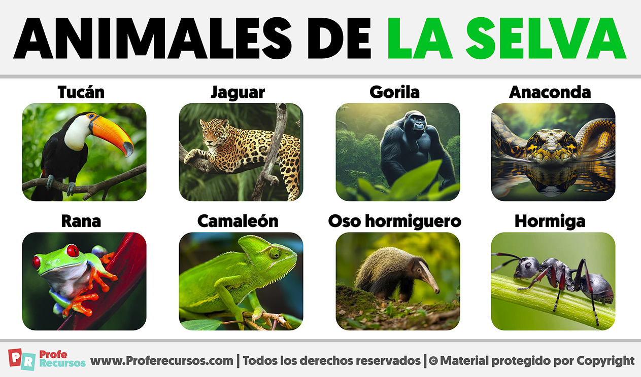 Animales Que Viven En La Selva