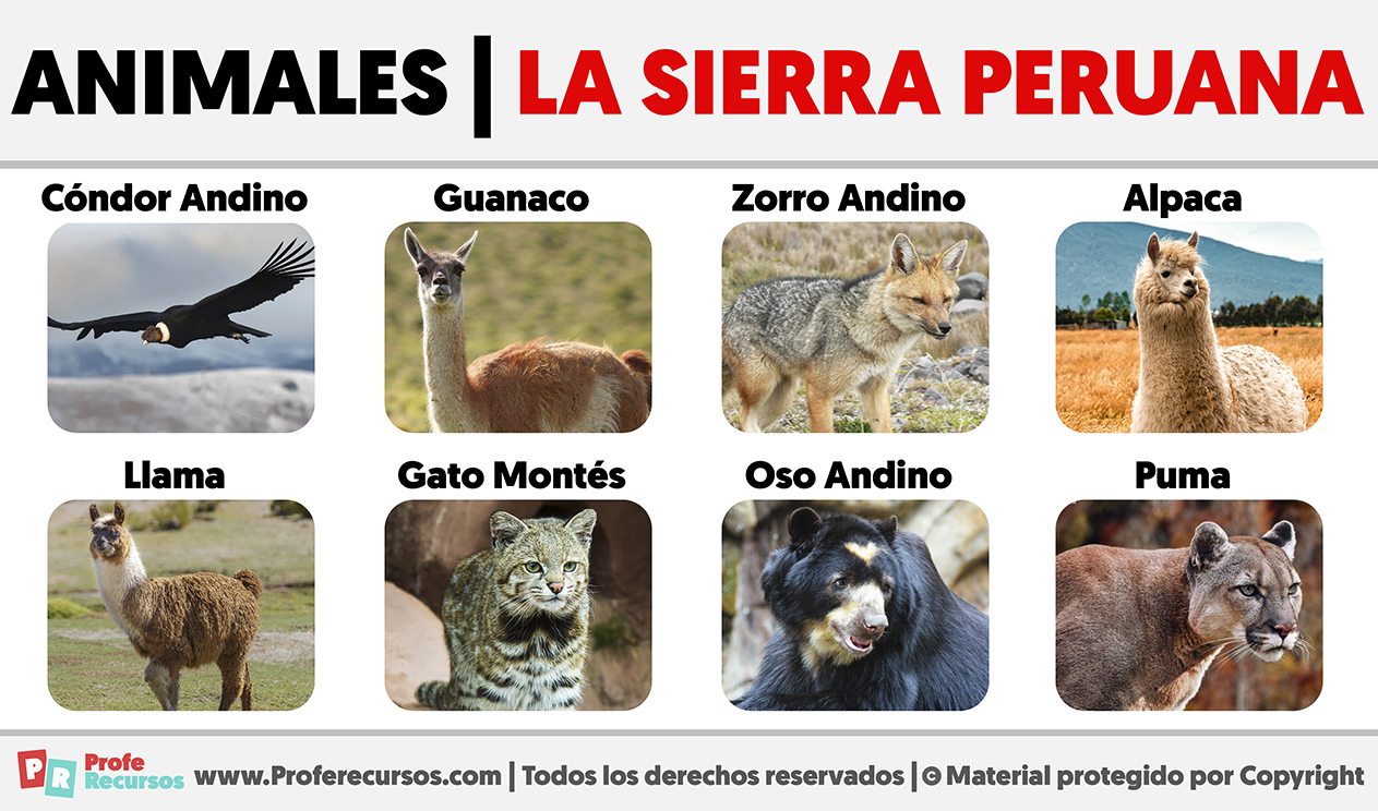 Animales de la sierra peruana