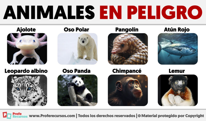 20 Animales En Peligro De Extincion En El Mundo