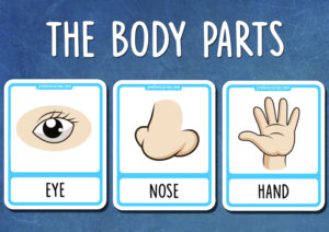 Body Parts Flashcards