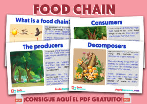 Cadenas alimentarias en ingles