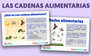 Cadenas alimentarias para niños