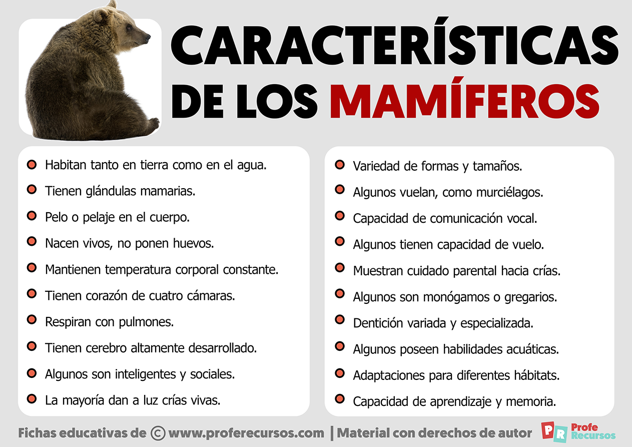 Características de los Mamíferos