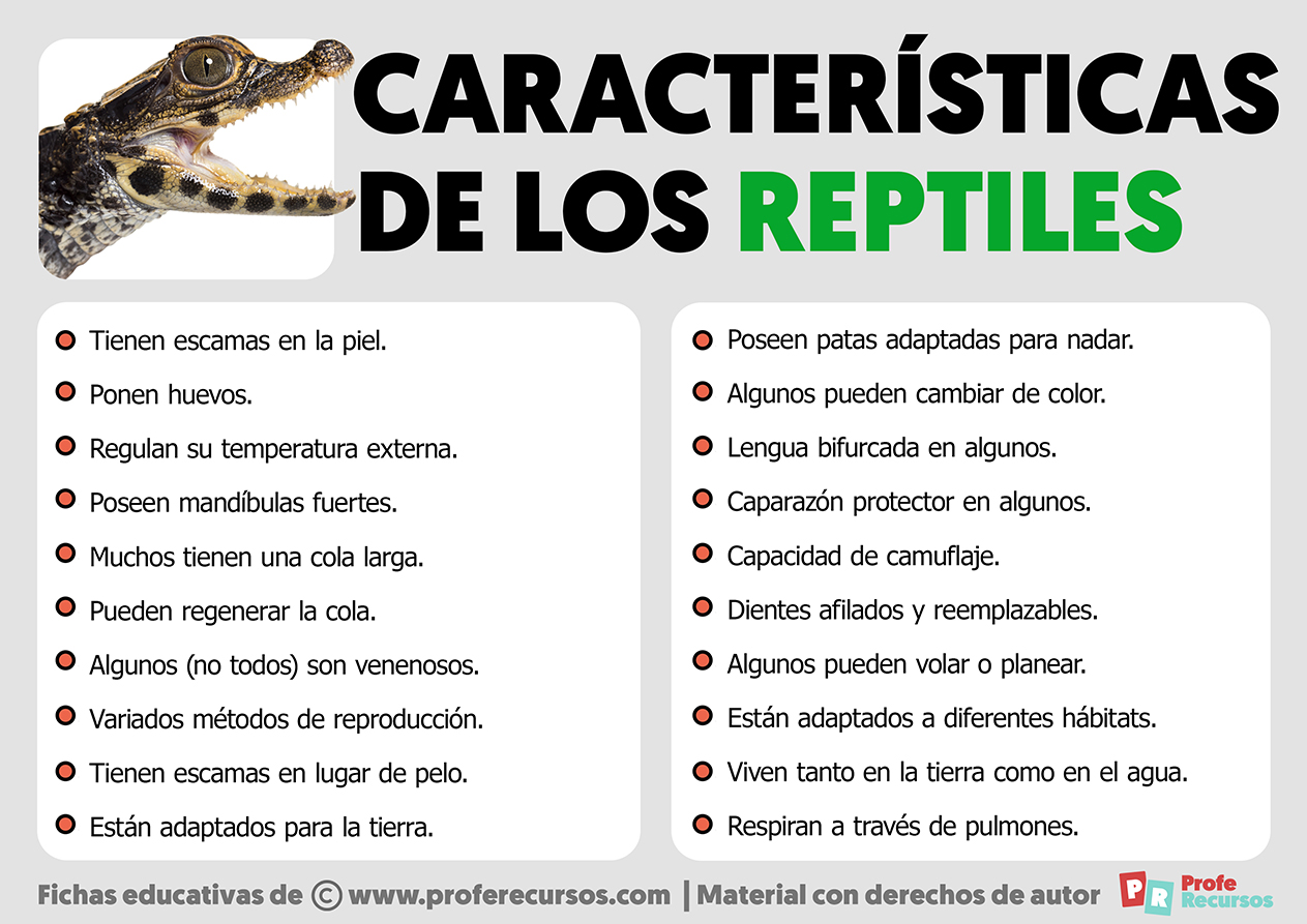 Caracteristicas-retiles