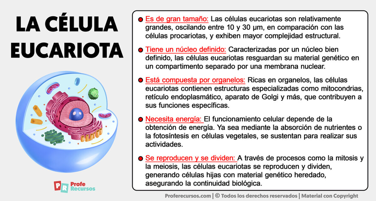 Características de la Célula Eucariota