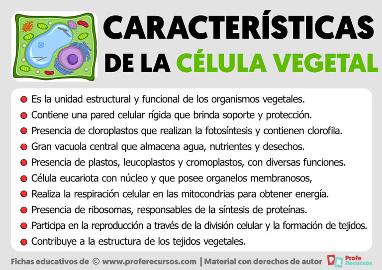 Características De La Celula Eucariota Vegetal www.proferecursos.com