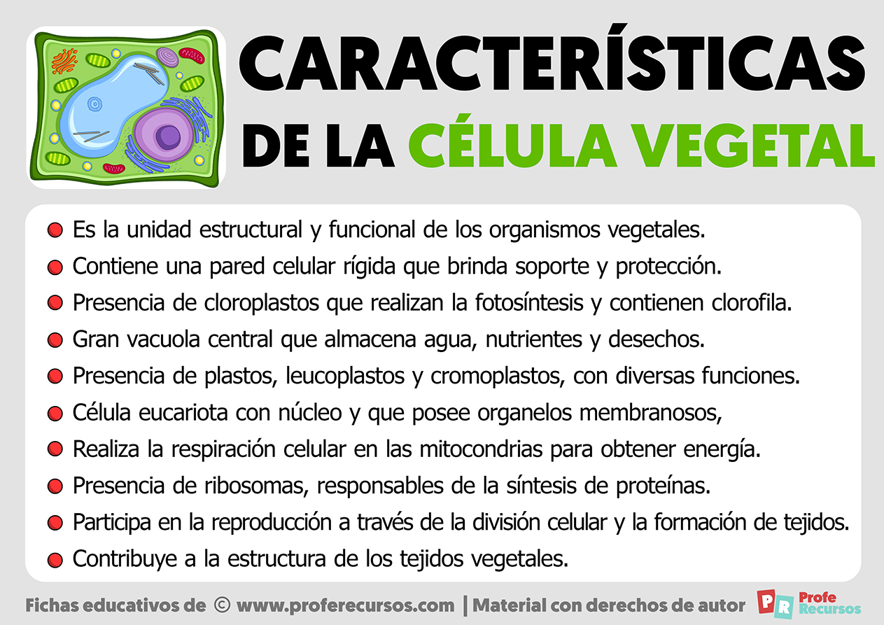 Caracteristicas de la celula vegetal