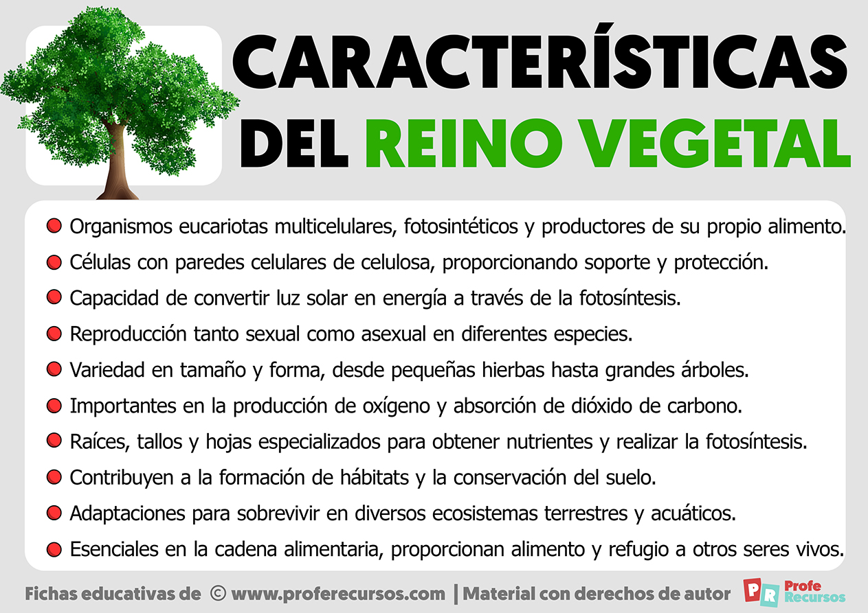 Caracteristicas del reino vegetal