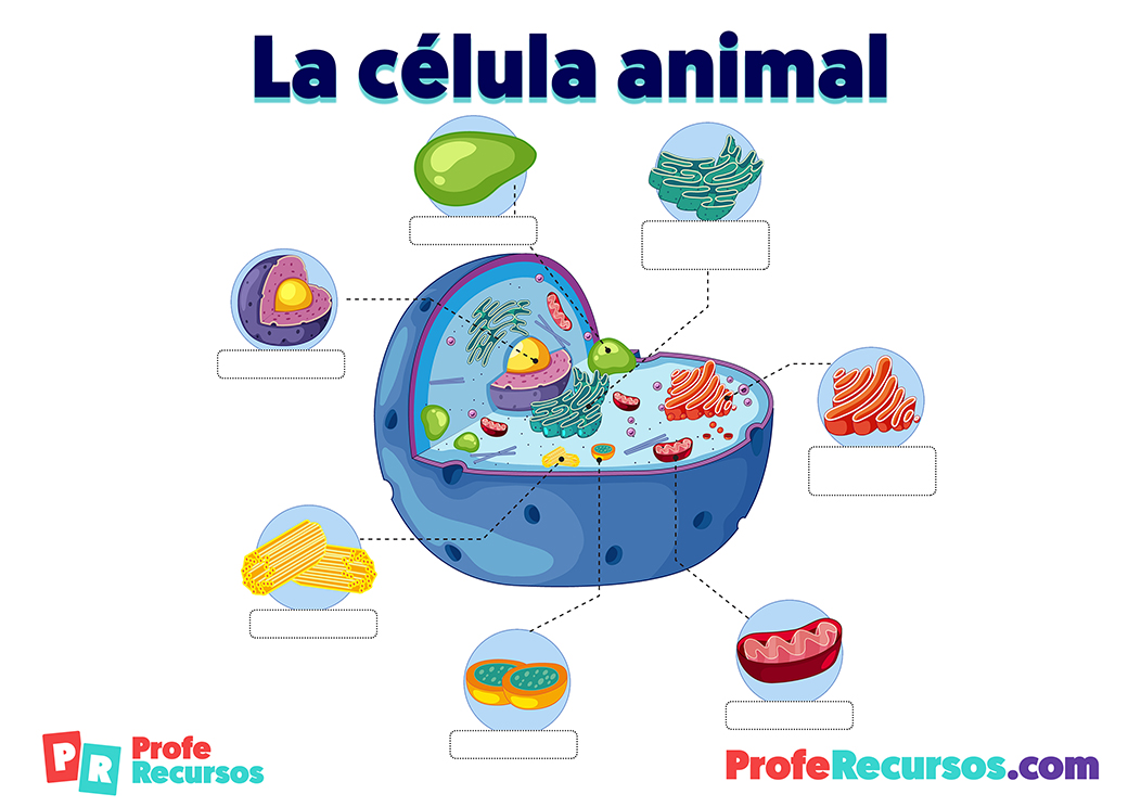 Celula animal sin nombres