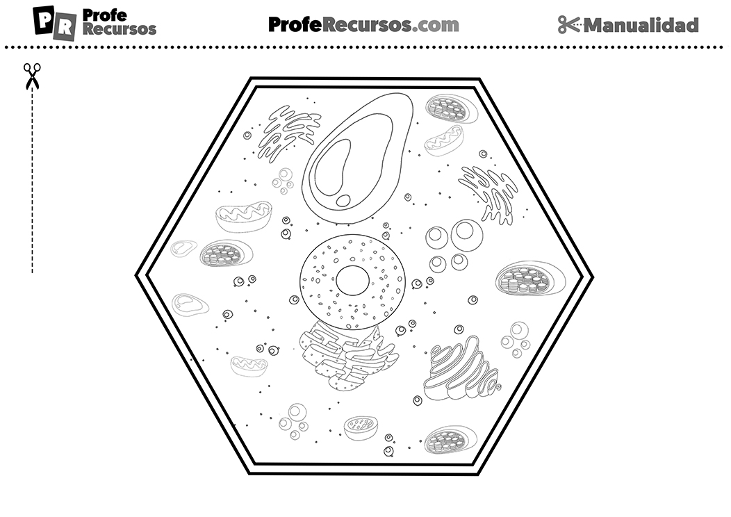 Celula vegetal manualidad