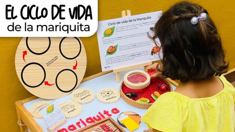 Ciclo de vida de la mariquita