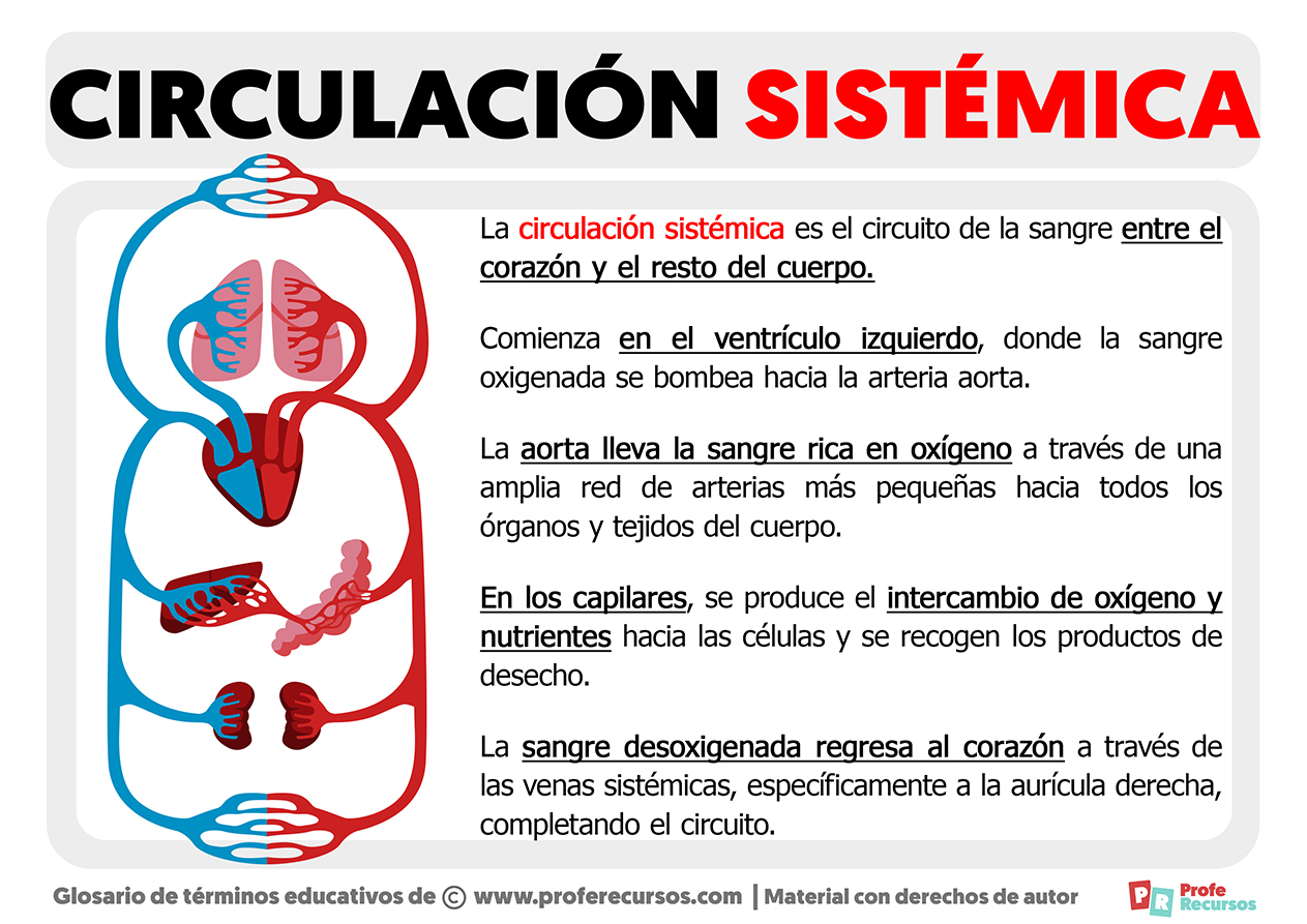 Circulacion sistemica