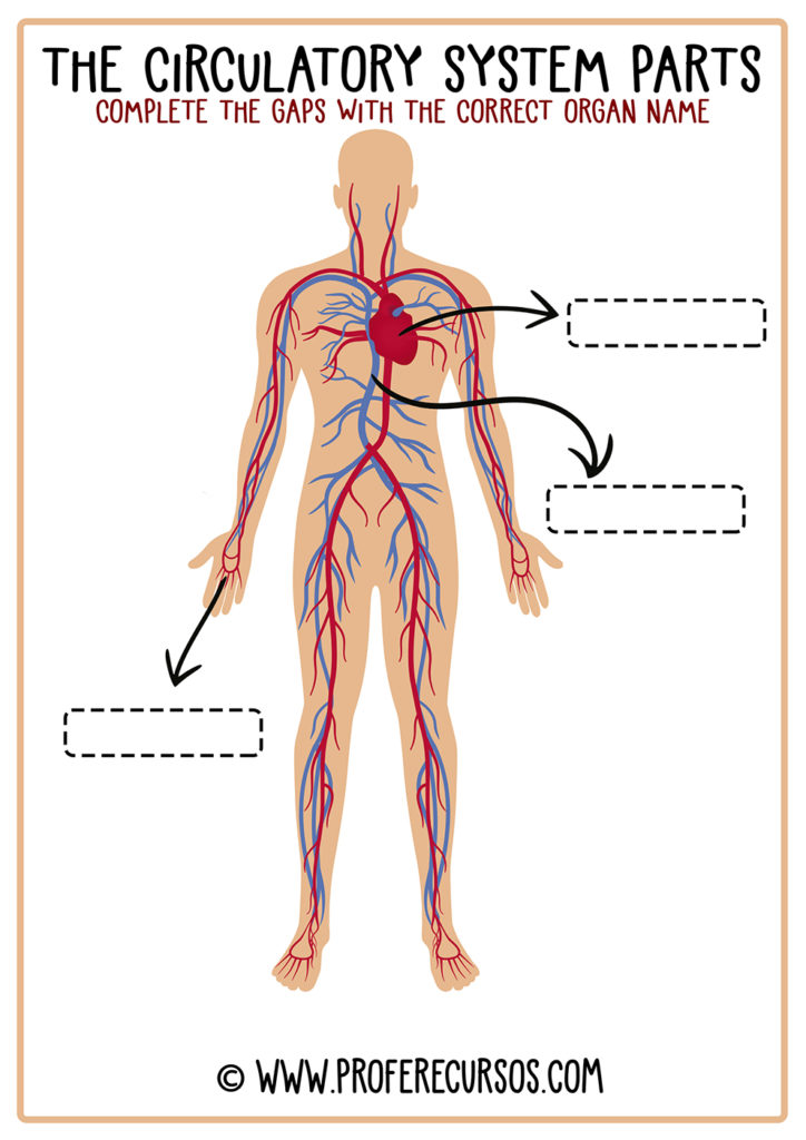Circulatory-System-Parts