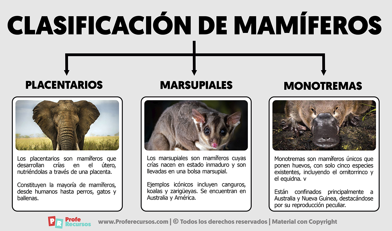 Clasificacion de mamiferos