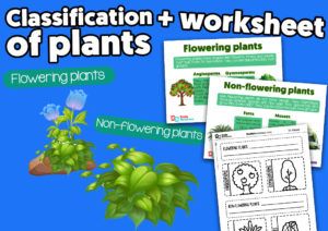 Classification of plants for kids