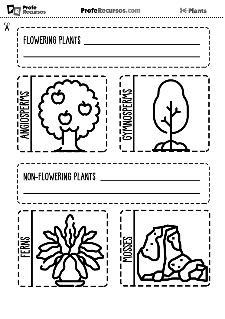 Classification of plants for kids
