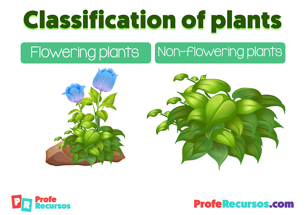 Classification of plants