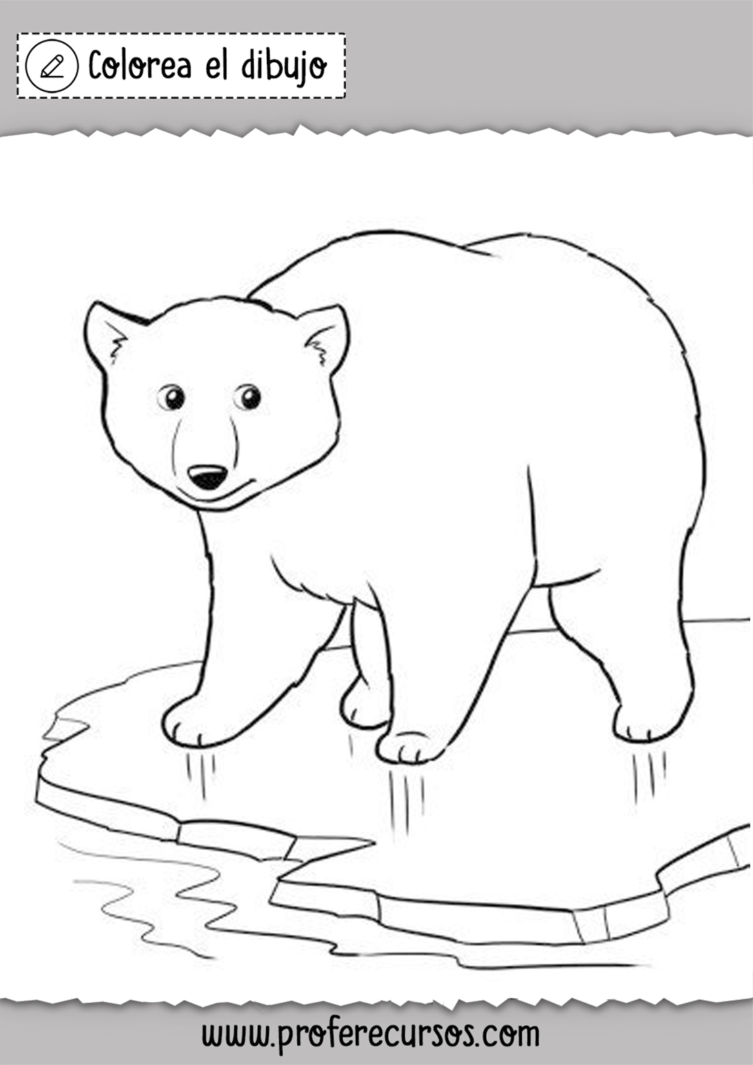 Colorear Oso Polar Dibujo