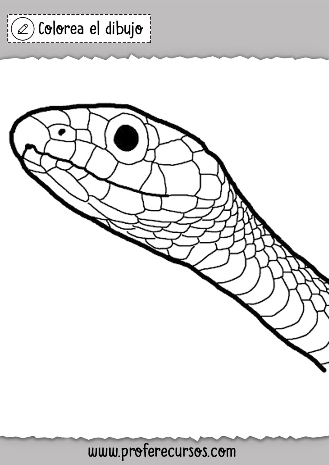 Colorear dibujo de serpiente