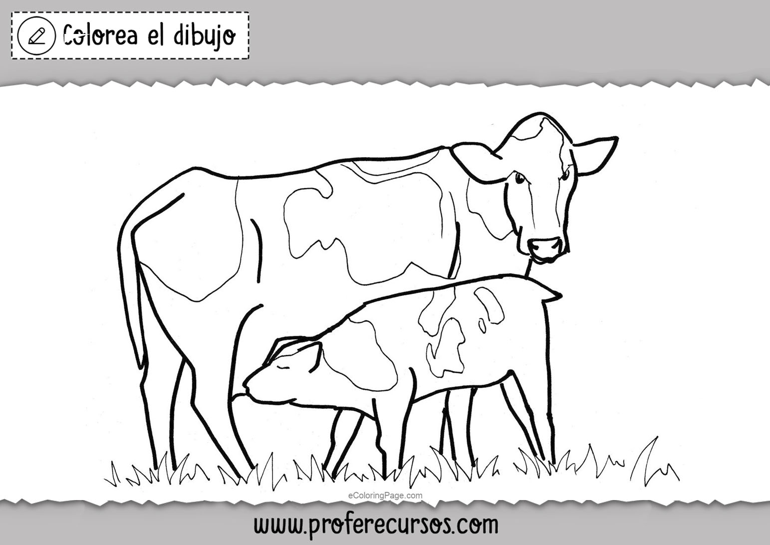 Colorear imagenes de vacas
