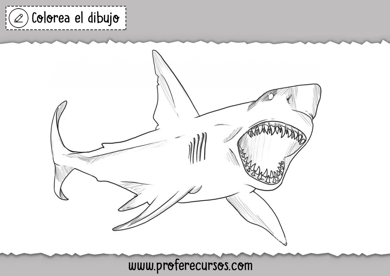 Como dibujar un Tiburon