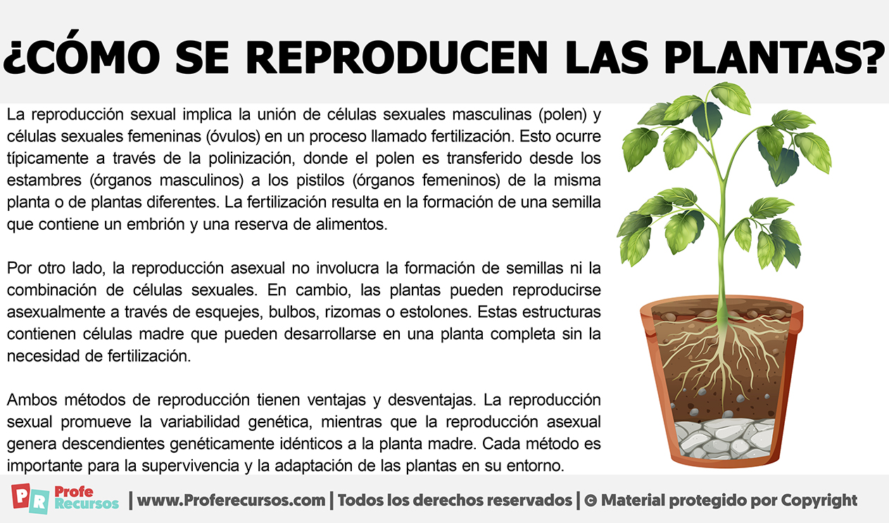 Como se reproducen las plantas