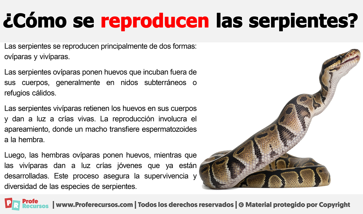 Como se reproducen las serpientes