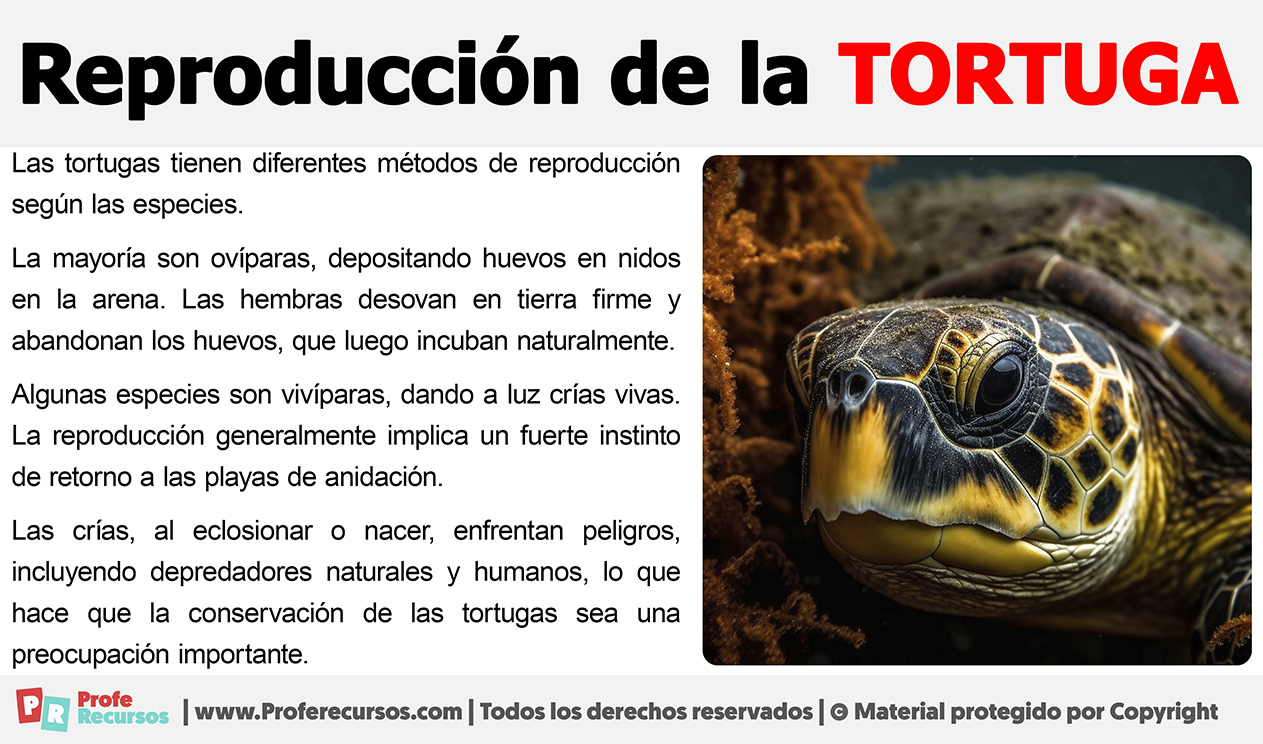 Como se reproducen las tortugas