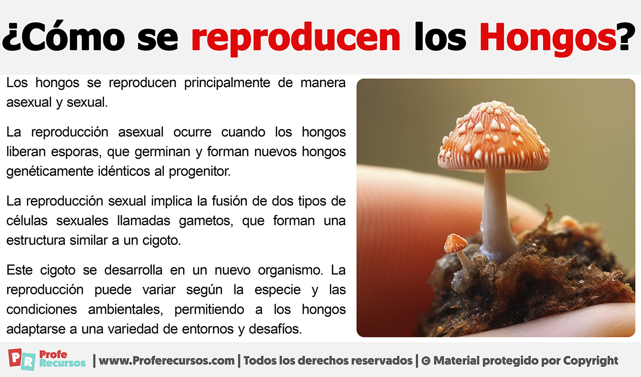 Como se reproducen los hongos
