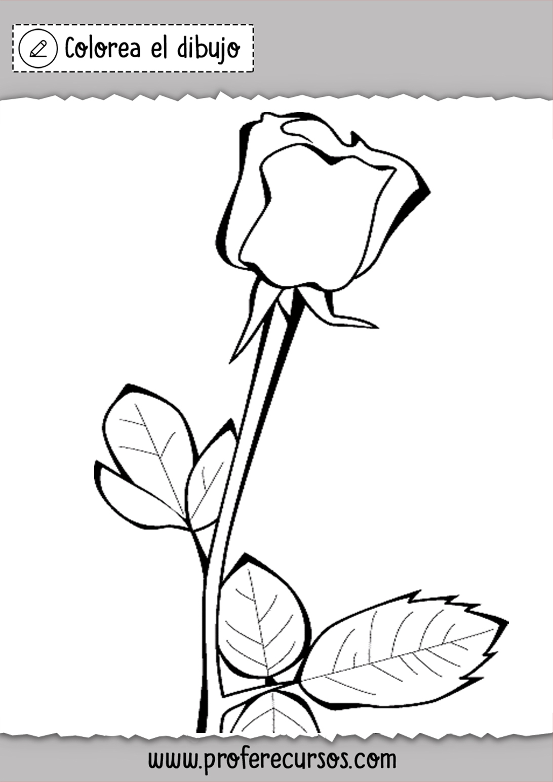Dibujar una Rosa