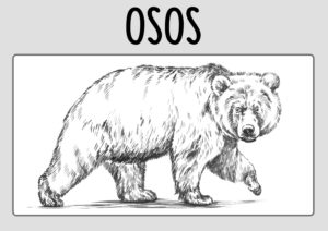 Dibujos Osos para Colorear