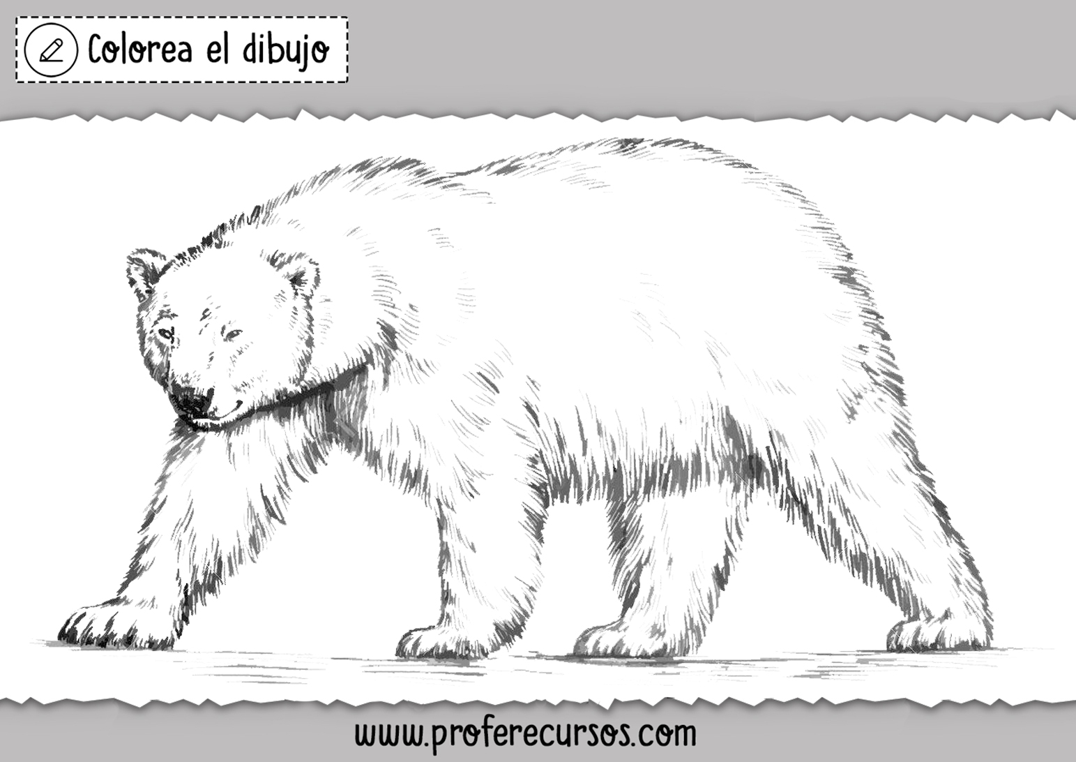 Dibujo Oso Polar Colorear