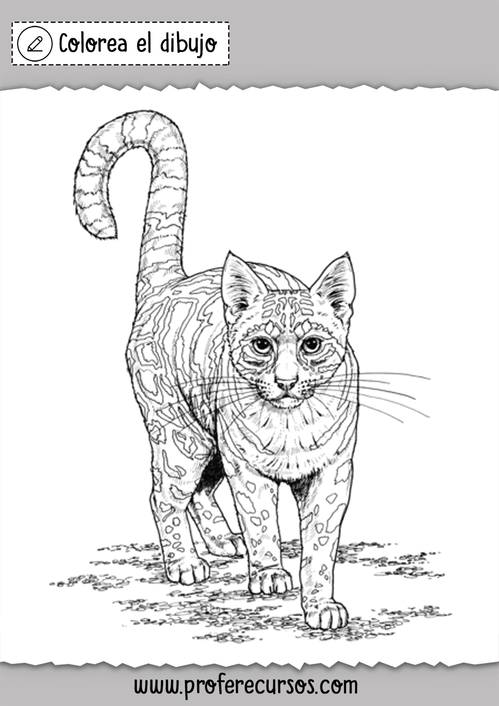 Dibujo de un Gato para colorear