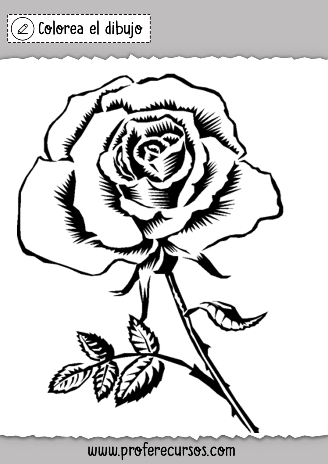 Dibujos De Rosas Para Colorear Láminas De Rosas