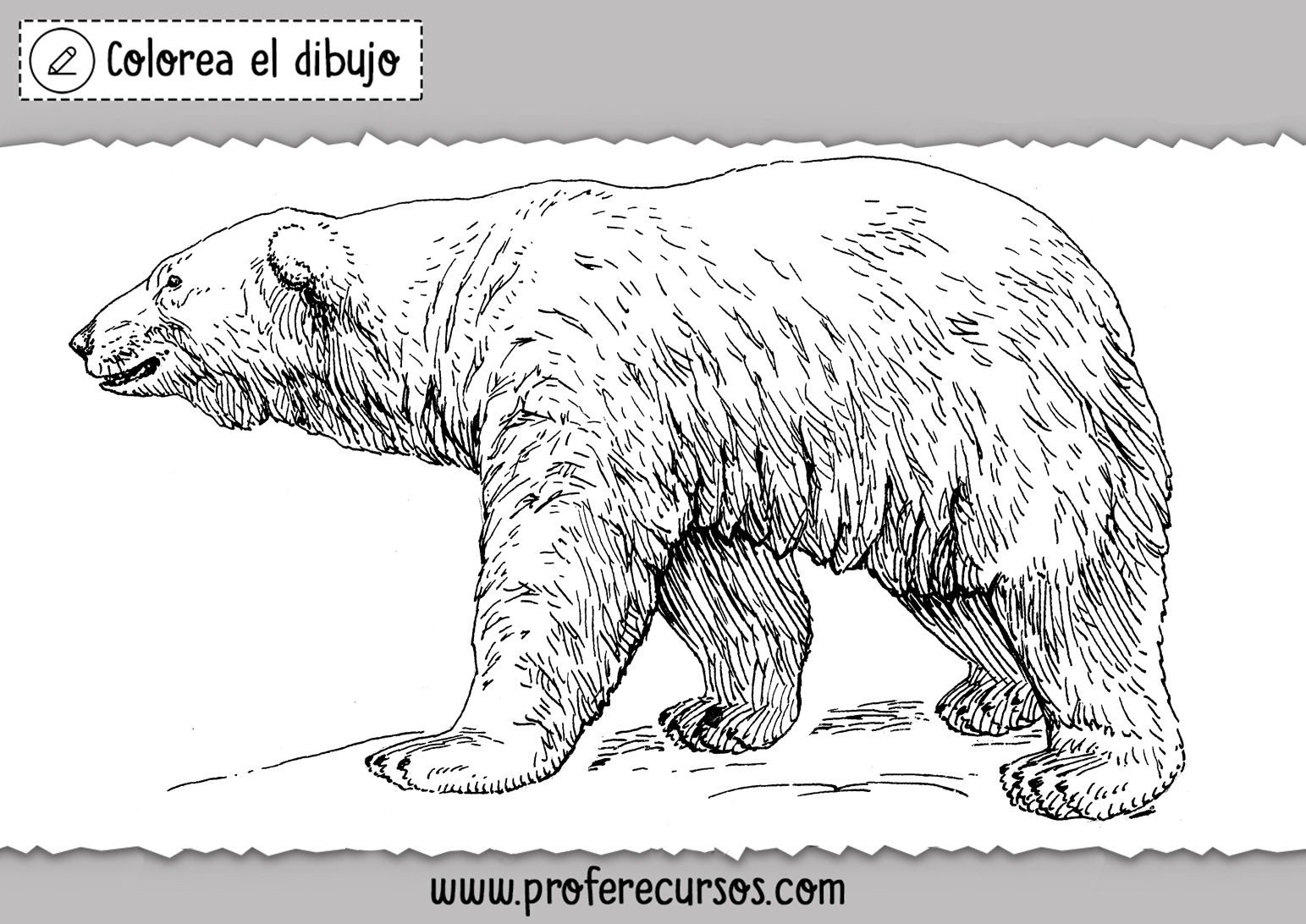 Dibujos para Colorear de Osos