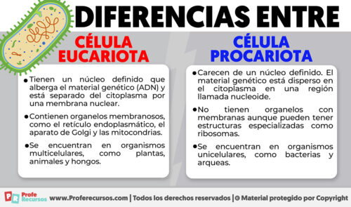 Diferencias entre celula eucariota y procariota