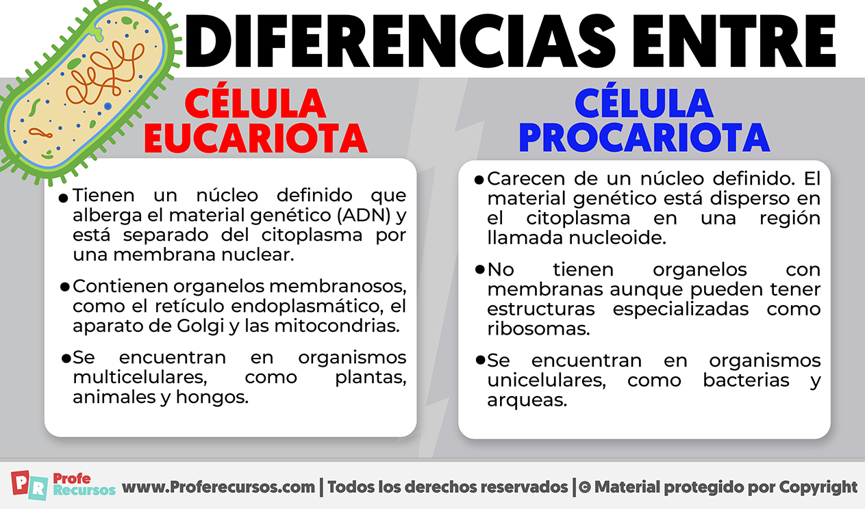 Diferencia entre celula eucariota y procariota